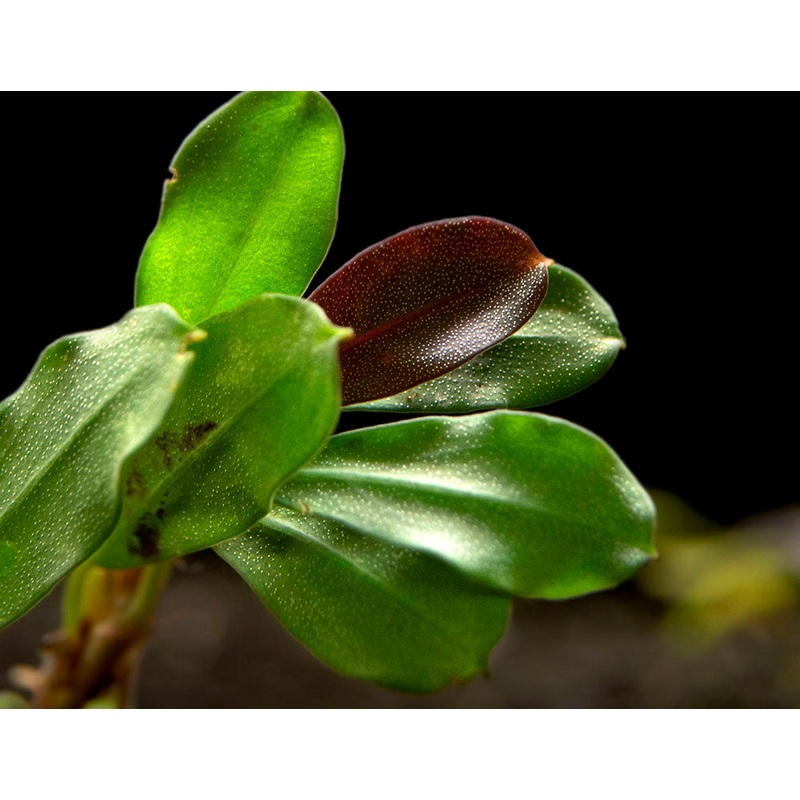 Brownie Purple Buce Plant (Bucephalandra sp. "Brownie Purple")