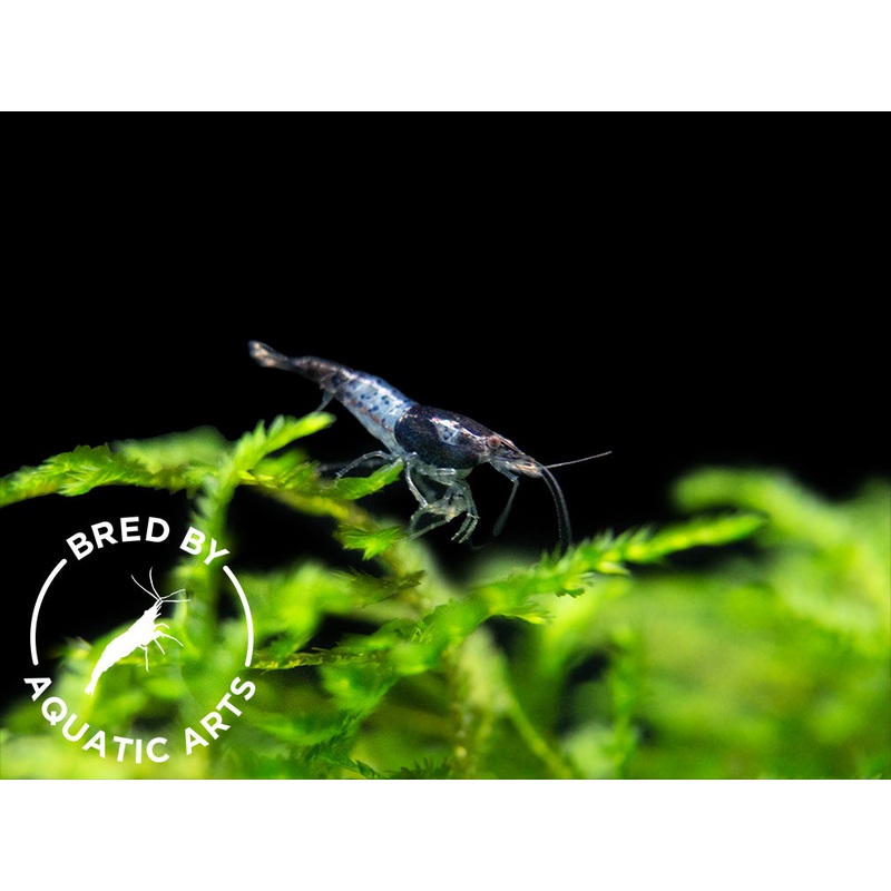 Carbon Rili Shrimp (Neocaridina davidi), BREDBY: Aquatic Arts