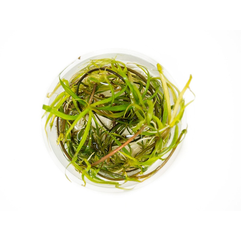 Corkscrew Chain Sword (Helanthium augustifolia "Vesuvius") Tissue Culture