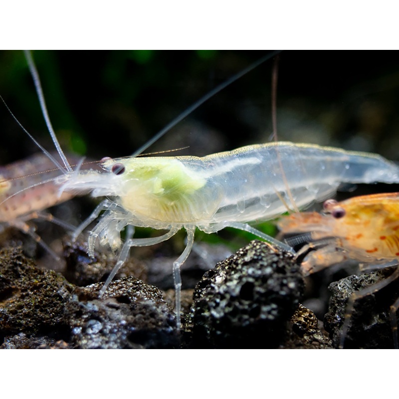 Creamsicle Amano Shrimp Combo Pack (Caridina multidentata Sun Orange / Snow)