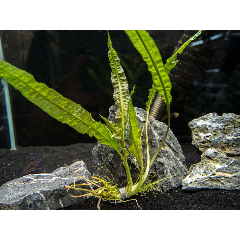 Cryptocoryne Balansae (Cryptocoryne crispatula "Balansae"), Bare Root
