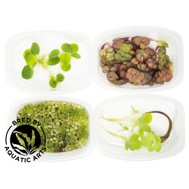 CYO Floating Plant Combo, Aquatic Arts Grown!