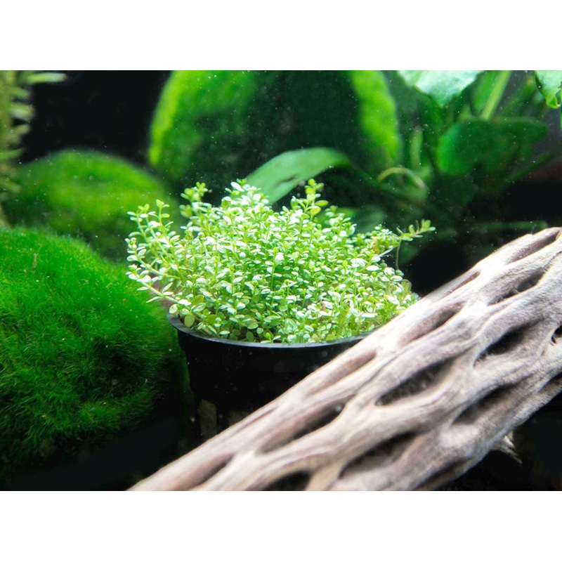 Dwarf Baby Tears Pot - Hemianthus callitrichoides