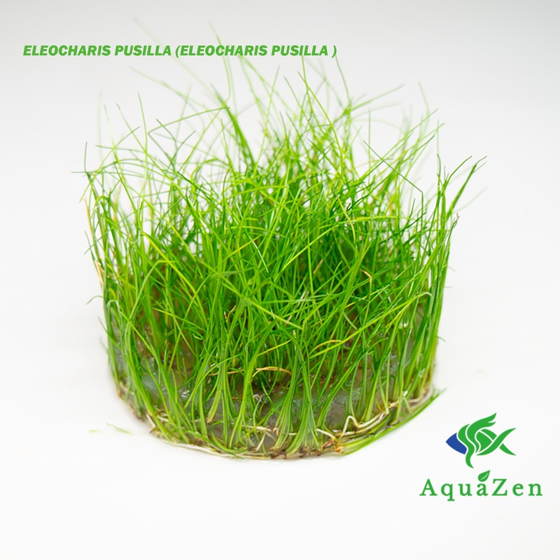 Eleocharis Pusilla (Eleocharis Pusilla ) Tissue Culture