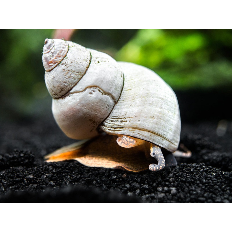 Ghost Wizard Piano Snail (Filopaludina martensi)