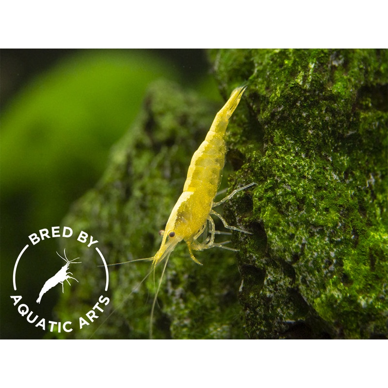 Golden Back Yellow Shrimp (Neocaridina davidi), BREDBY: Aquatic Arts