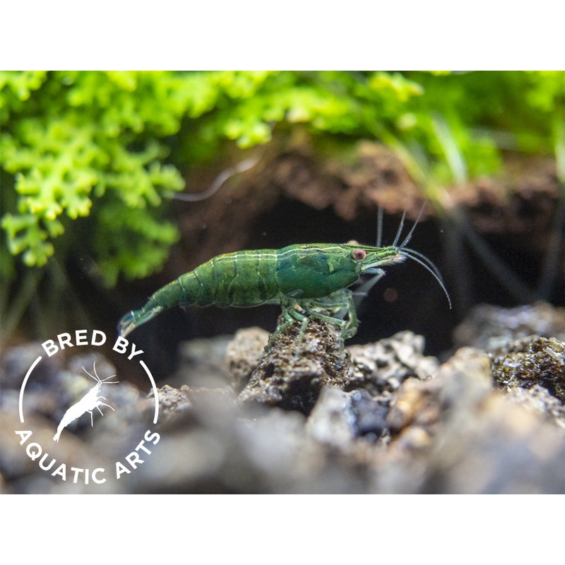 Green Jade Shrimp (Neocaridina davidi), BREDBY: Aquatic Arts