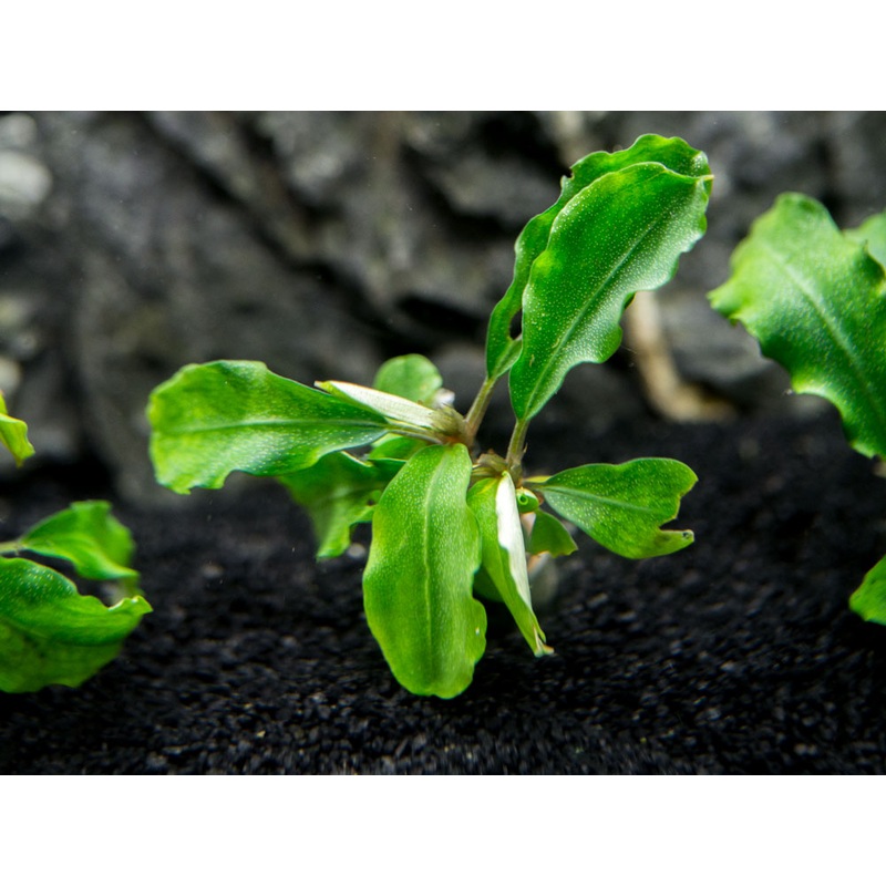 Green Wavy Buce Plant (Bucephalandra sp. "Green Wavy")
