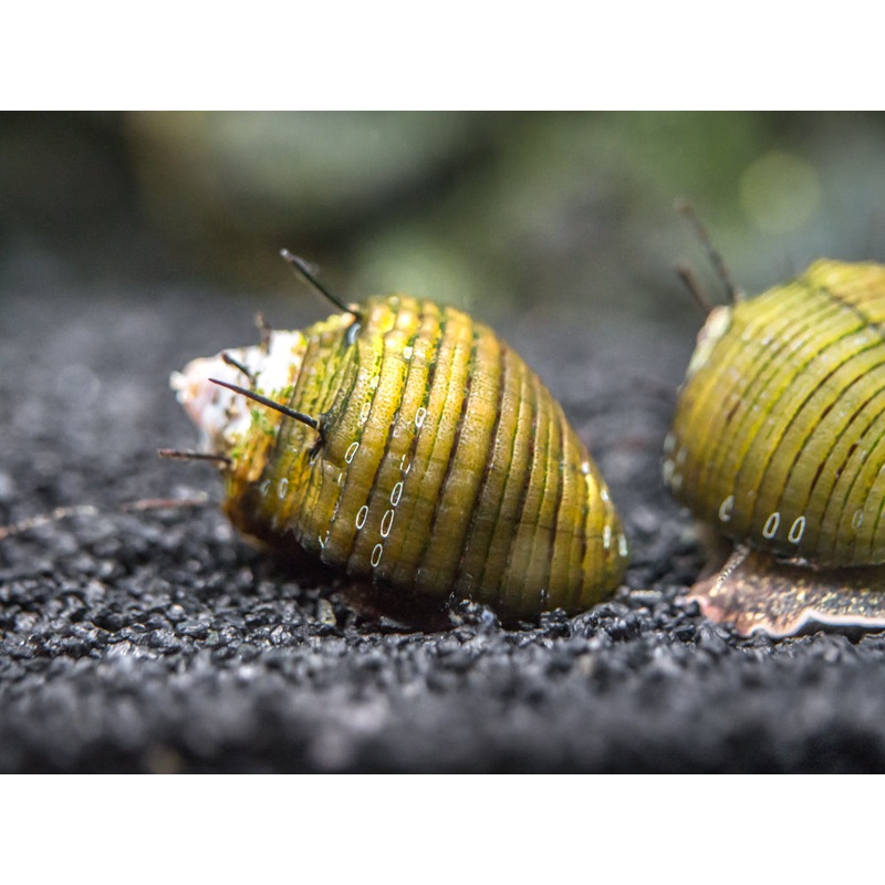 Hair Thorn Nerite Snail (Clithon sp.)