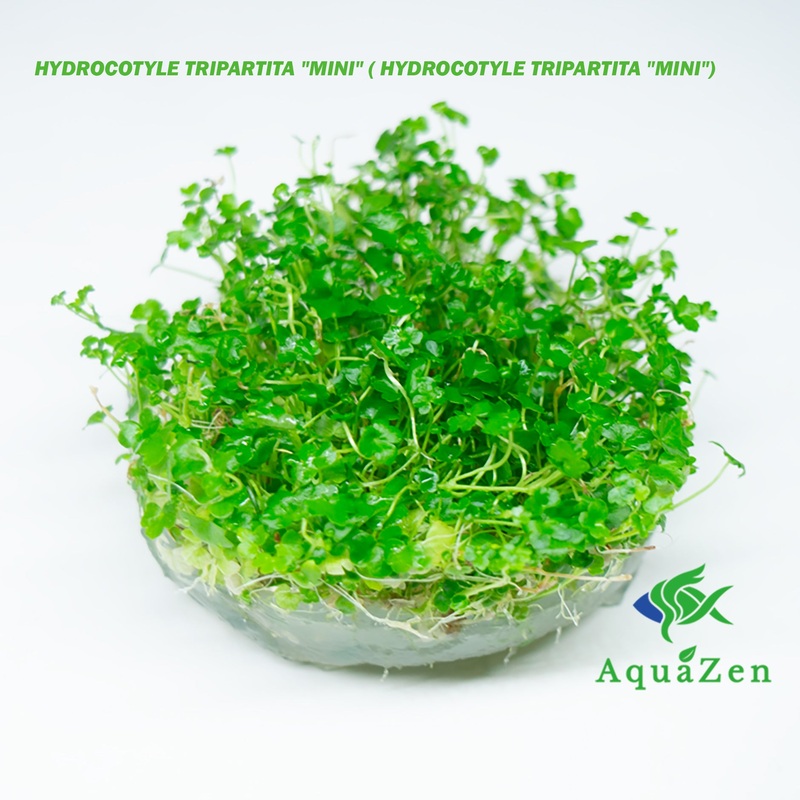 HYDROCOTYLE TRIPARTITA "MINI" (HYDROCOTYLE TRIPARTITA "MINI") - Tissue Culture