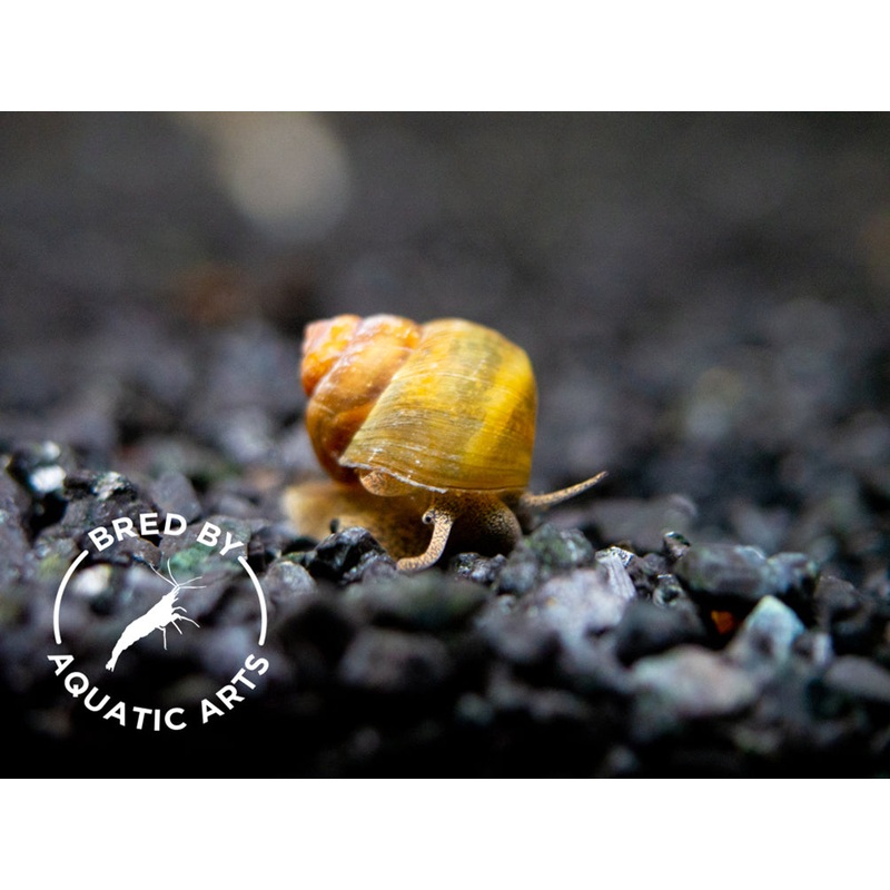 Japanese Trapdoor Snail (Sinotaia quadrata), BREDBY: Aquatic Arts