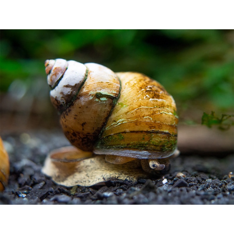 Japanese Trapdoor Snail (Sinotaia quadrata) - Tank Bred!