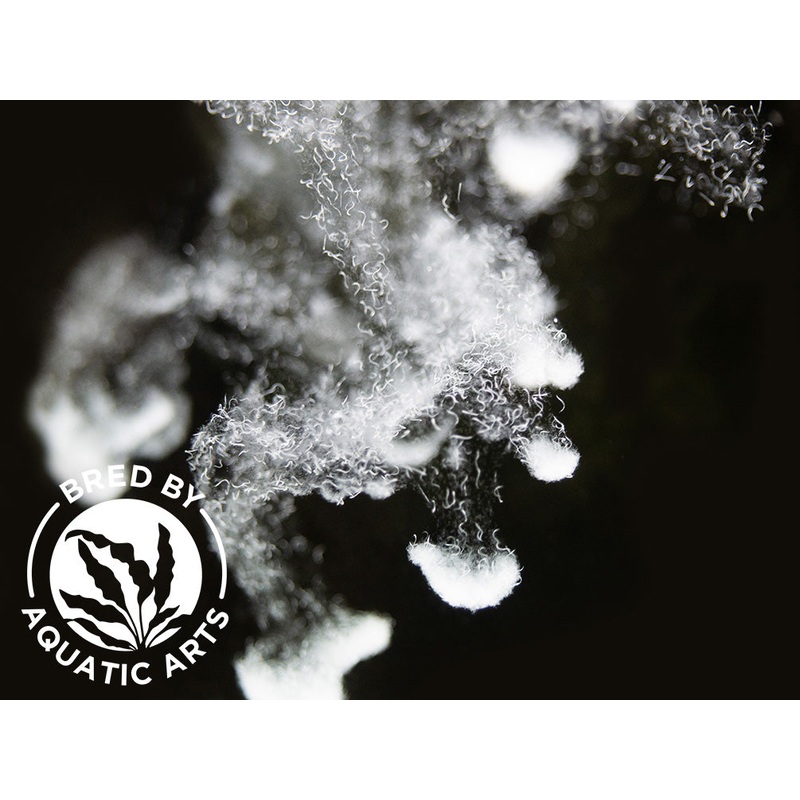 Live Microworm (Panagrellus sp.) Cultures - Aquatic Arts