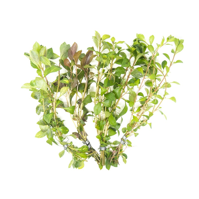 Ludwigia Beginner Stem Plant Combo