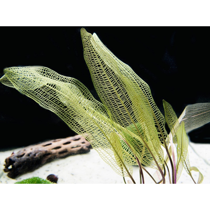 Madagascar Lace Bulb (Aponogeton madagascariensis)