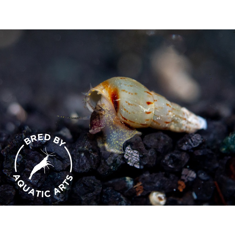 Malaysian Trumpet AKA Red-Rimmed Melania Snail (Melanoides tuberculata), BREDBY, Aquatic Arts