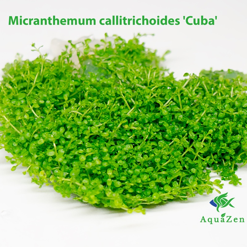 Micranthemum callitrichoides 'Cuba' (Micranthemum callitrichoides) Tissue Culture