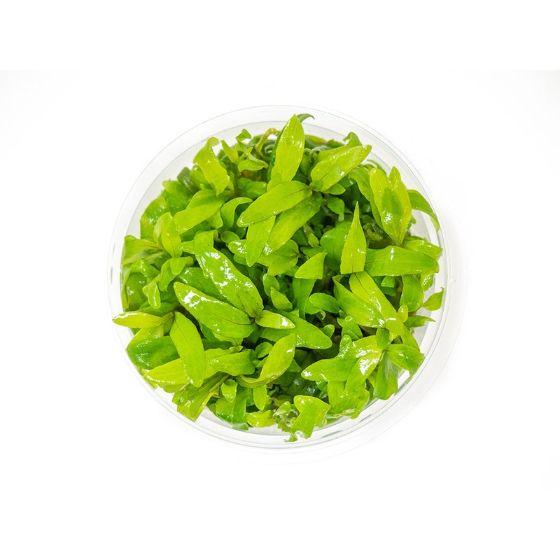 Mini Siamese 53B Hygro (Hygrophila corymbosa "Siamensis") Tissue Culture