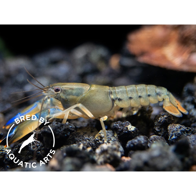 Misol Island AKA Blue Lightning Striped Crayfish (Cherax misolicus), BREDBY: Aquatic Arts