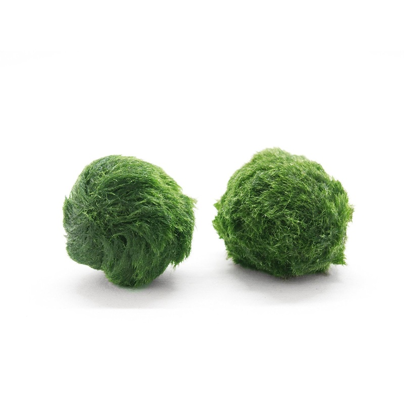 Nano Marimo Balls (0.5-1 inch)