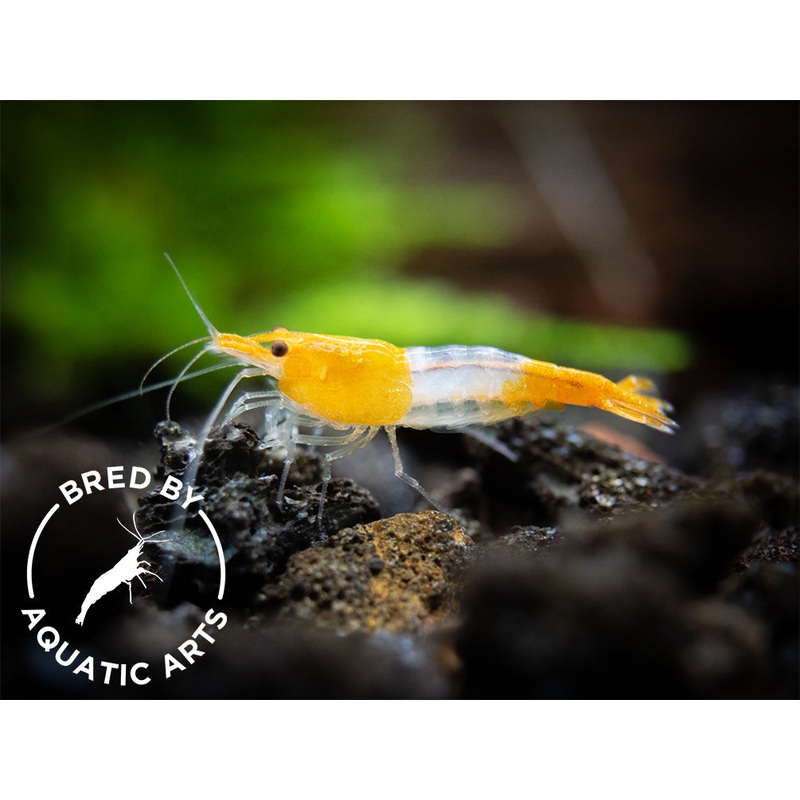 Orange Rili Shrimp (Neocaridina davidi), BREDBY: Aquatic Arts