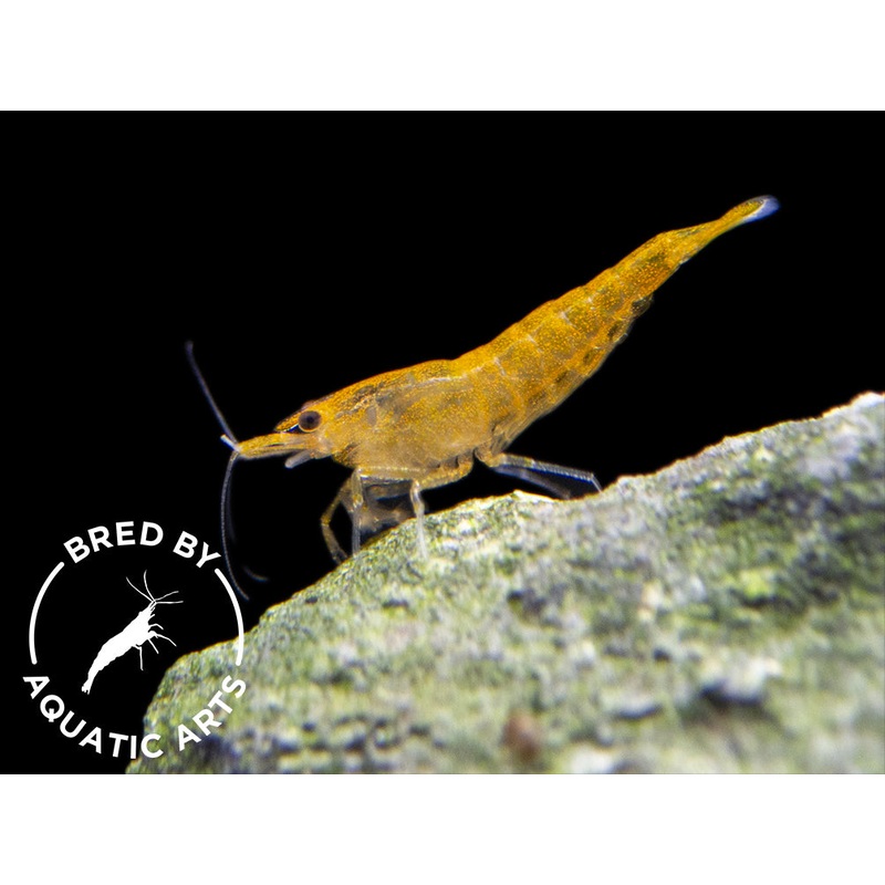 Orange Sakura Shrimp (Neocaridina davidi), BREDBY: Aquatic Arts