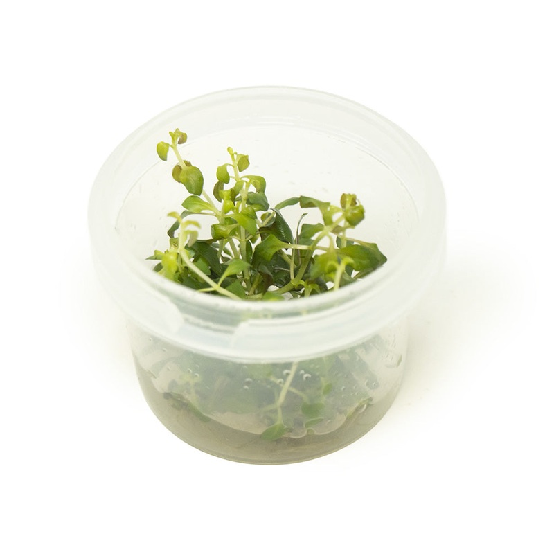 Oval Ludwigia Tissue Culture (Ludwigia ovalis)