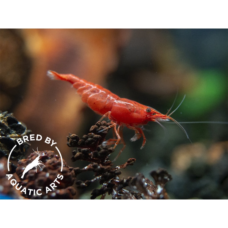Painted Fire Red Shrimp (Neocaridina davidi), BREDBY: Aquatic Arts