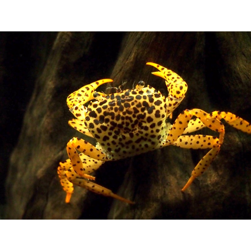 Panther Crab (Parathelphusa pantherina)