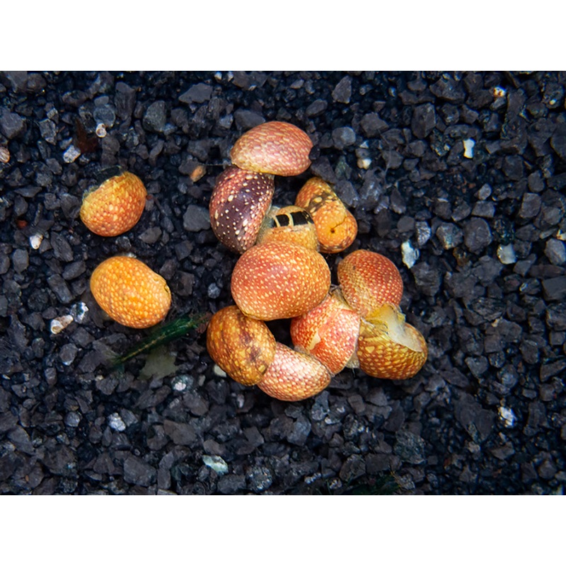 Pink Lady Nerite Snail - (Clithon sowerianum- "Pink Lady")