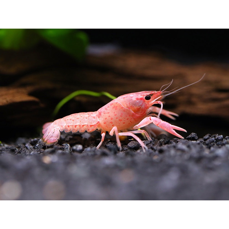 Pink Sakura Clarkii Crayfish (Procambarus clarkii var. Sakura Pink Clarkii) BREDBY: Aquatic Arts