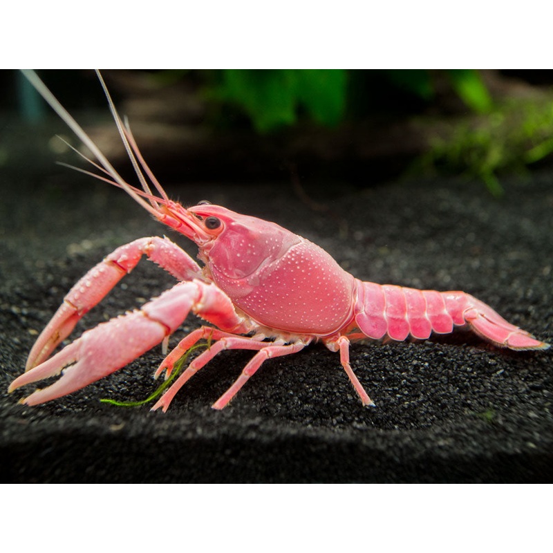 Pink Sakura Clarkii Crayfish (Procambarus clarkii var. Sakura Pink Clarkii), Tank-Bred