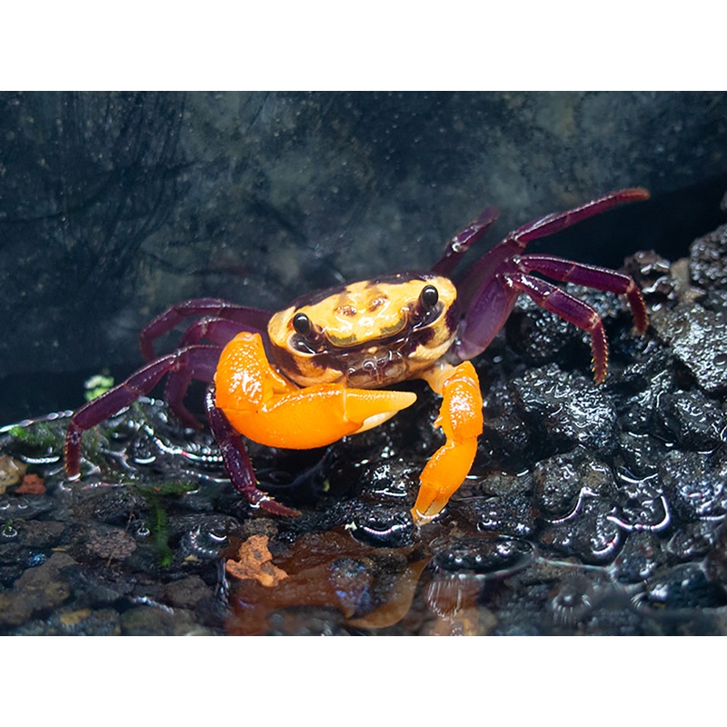 Purple Volcano Borneo Crab (Lepidothelphusa sp. ' Purple Volcano Borneo' )