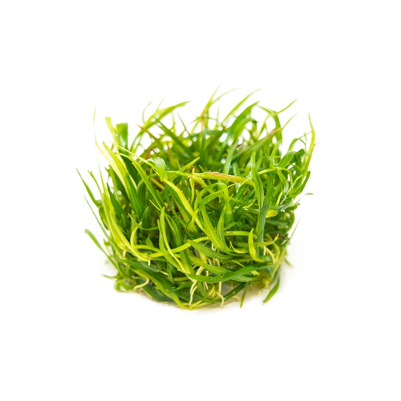 Pygmy Chain Sword (Helanthium tenellum) Tissue Culture
