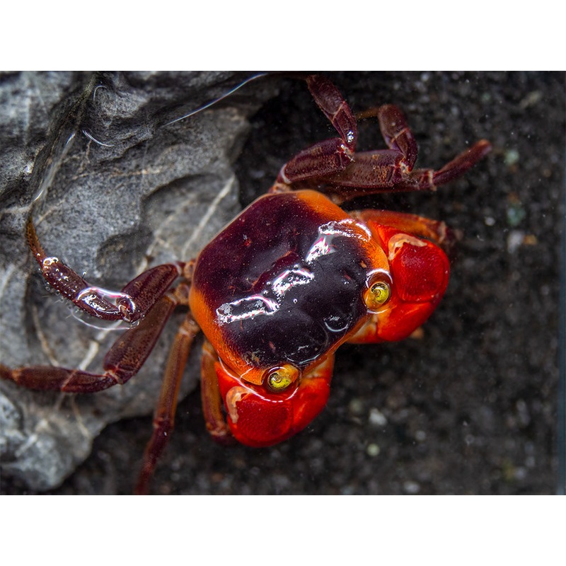 Red Apple AKA Chameleon Crab (Metasesarma aubryi)