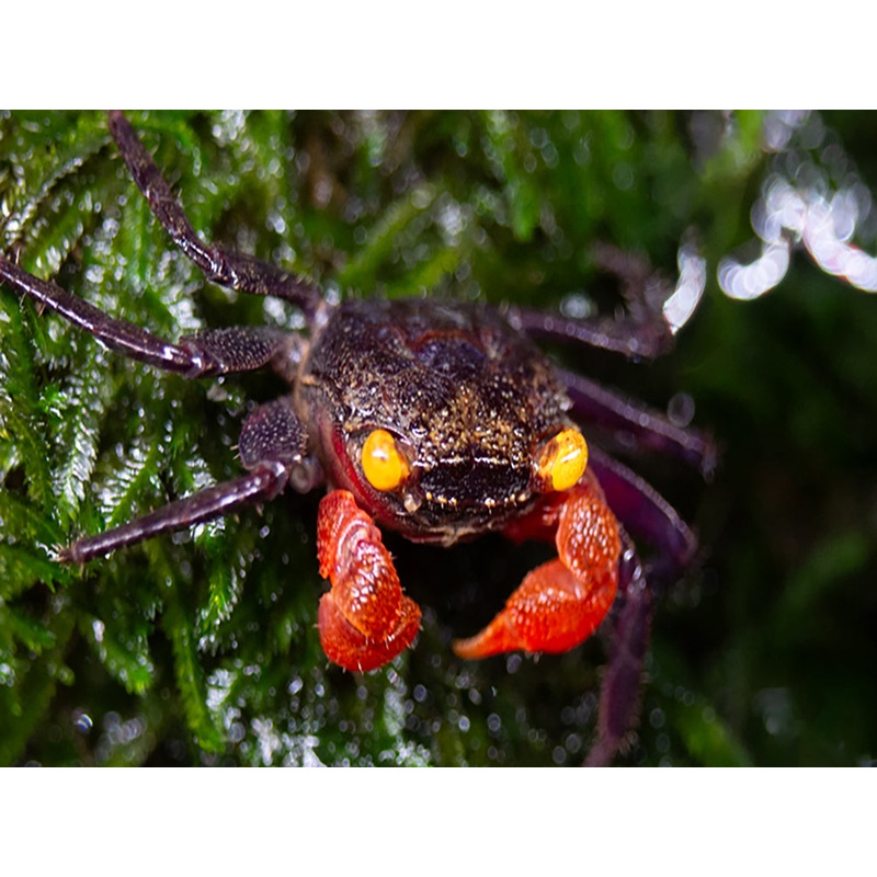 Red Arm Chocolate Vampire Crab (Geosesarma sp.)