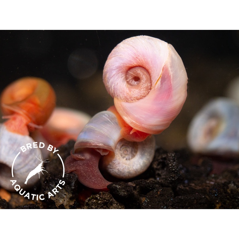 Red & Blue Ramshorn Combo (Planorbarius corneus), BREDBY: Aquatic Arts