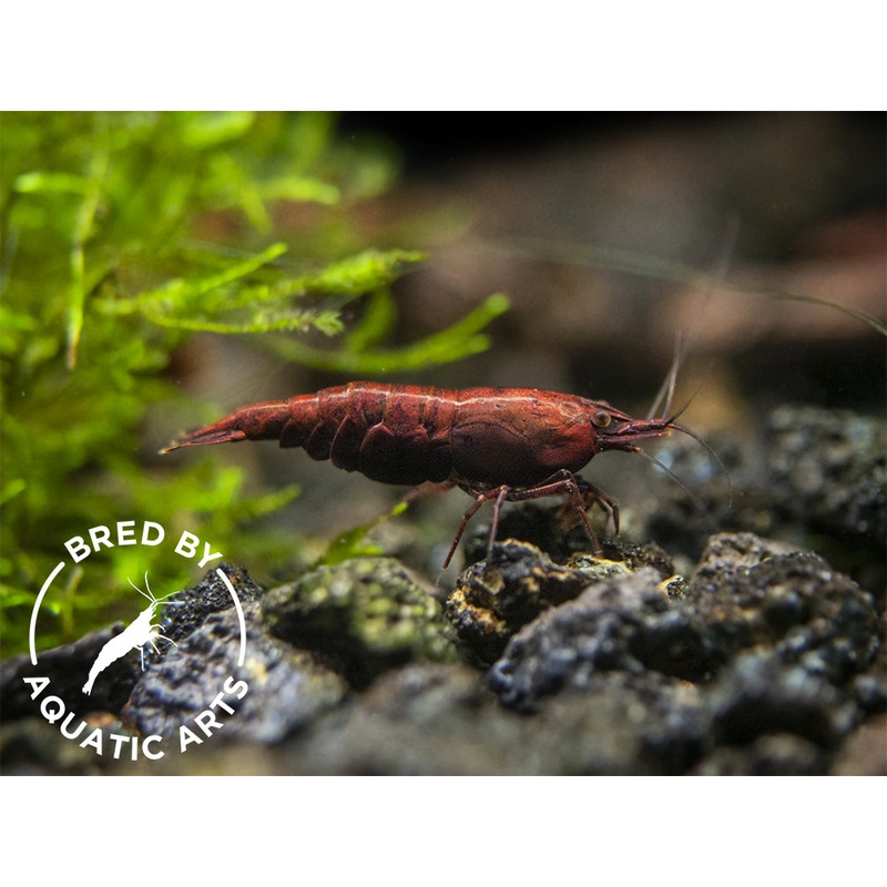 Red Onyx Shrimp (Neocaridina davidi), BREDBY: Aquatic Arts
