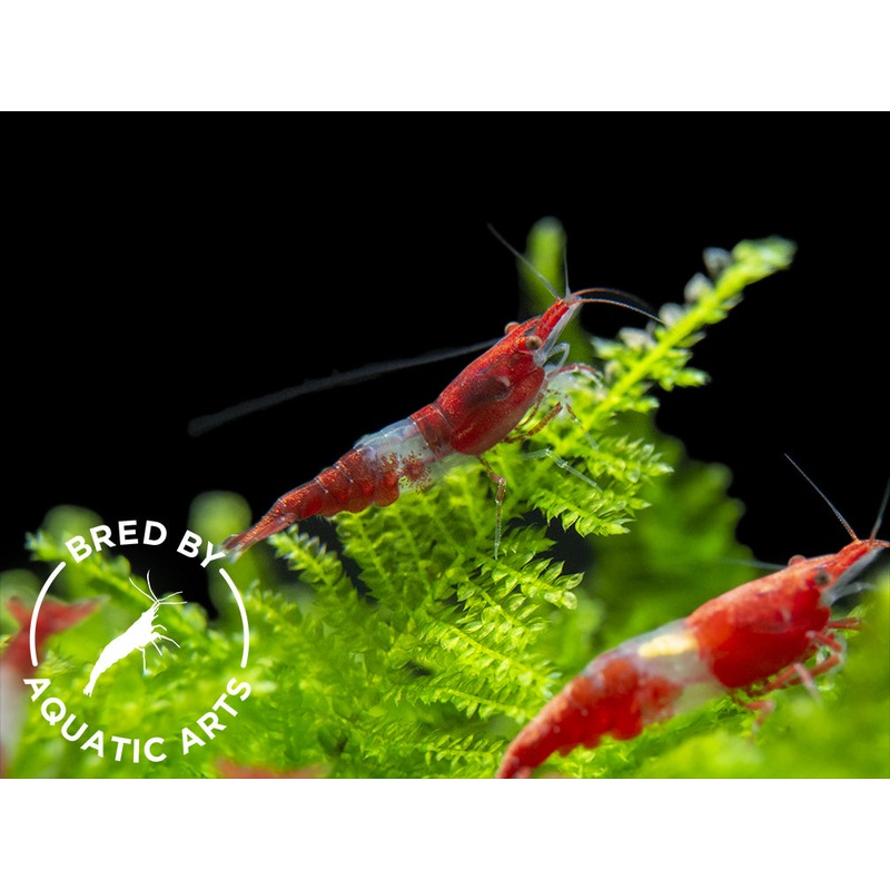 Red Rili Shrimp (Neocaridina davidi), BREDBY: Aquatic Arts