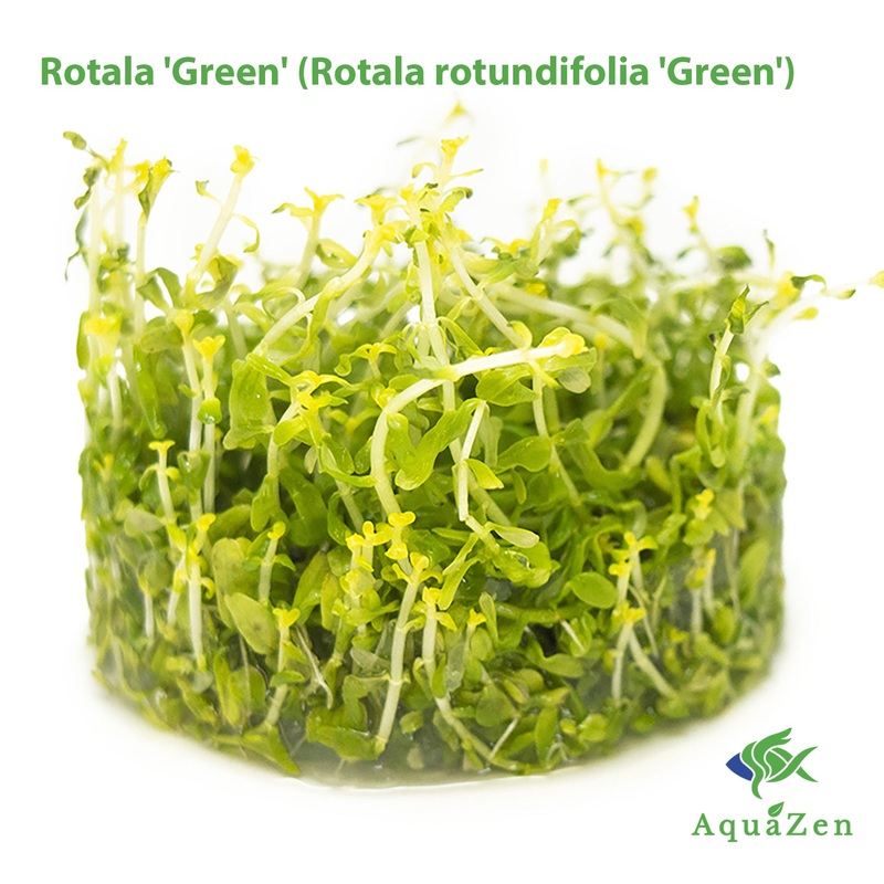 Rotala 'Green' (Rotala rotundifolia 'Green') Tissue Culture