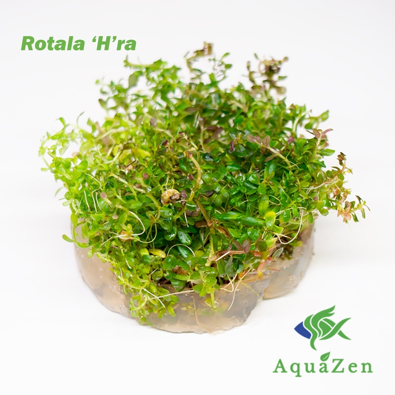 Rotala 'H'ra'  (Rotala Rotundifolia 'H'ra' ) Tissue Culture