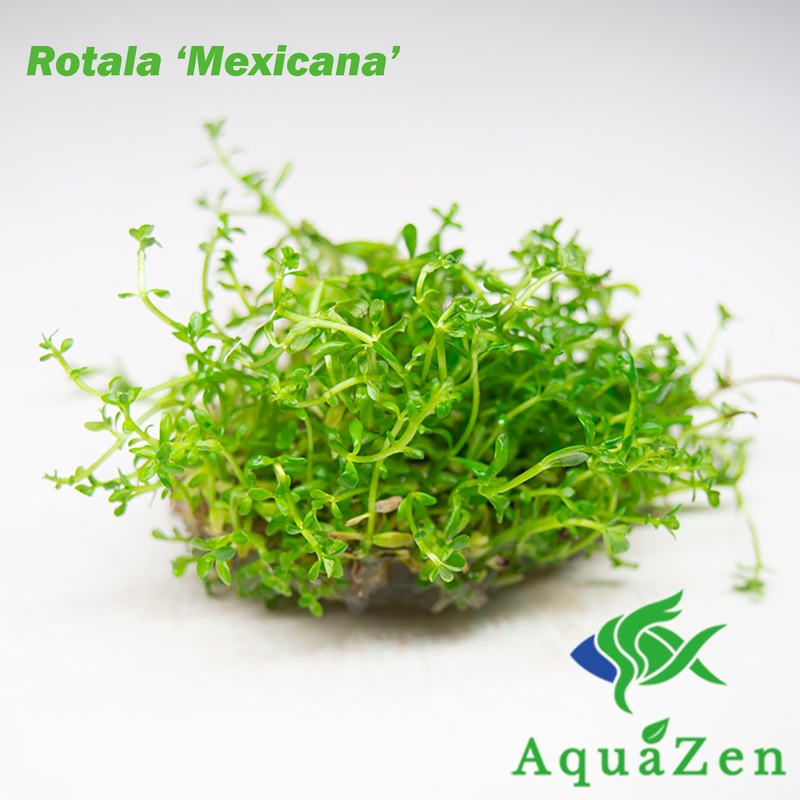 Rotala Mexicana (Rotala sp. 'Mexicana') Tissue Culture