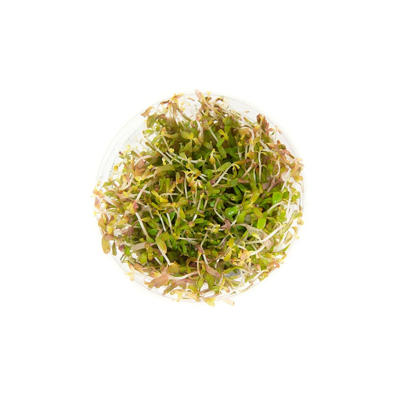 Rotala Vietnam H'ra (Rotala rotundifolia "Vietnam H'ra") Tissue Culture
