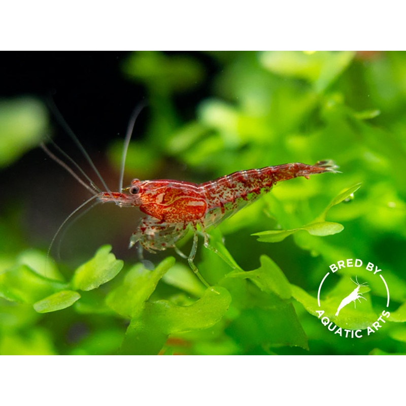 Sakura Red Cherry Shrimp (Neocaridina davidi), Bredby: Aquatic Arts