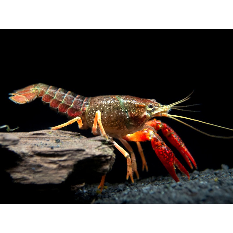 Scarlet Crayfish (Procambarus clarkii), Tank-Bred
