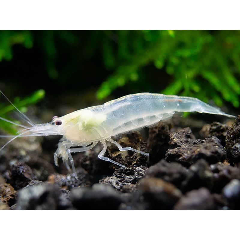 Snow Amano Shrimp (Caridina multidentata " Snow") - Tank Bred