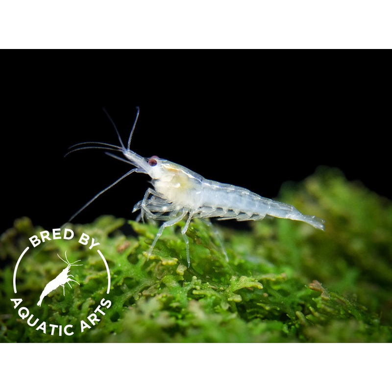 Snowball Shrimp (Neocaridina zhangjiajiensis), BREDBY: Aquatic Arts