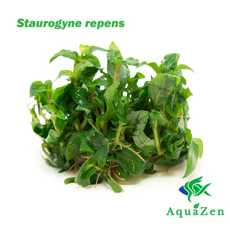 Staurogyne repens Tissue Culture