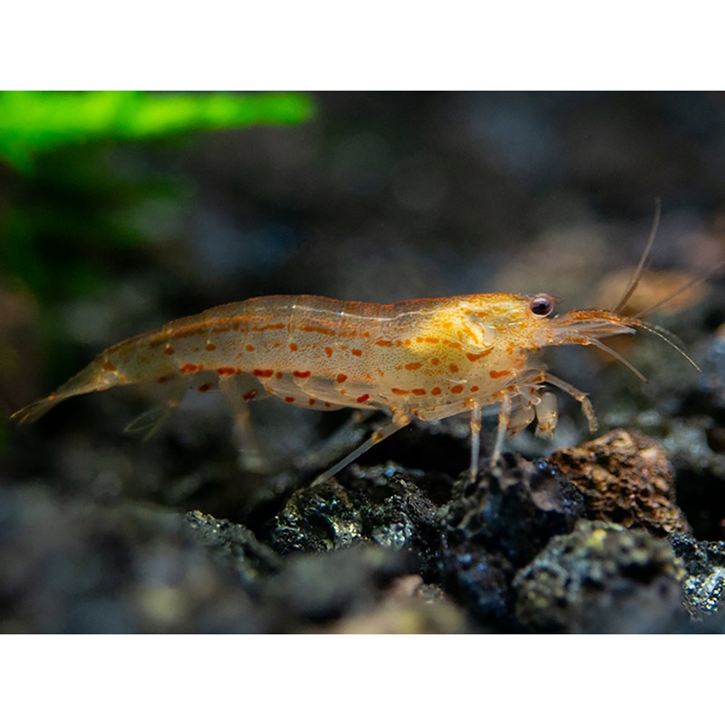 Sun Orange Amano Shrimp (Caridina multidentata " Orange") Tank Bred