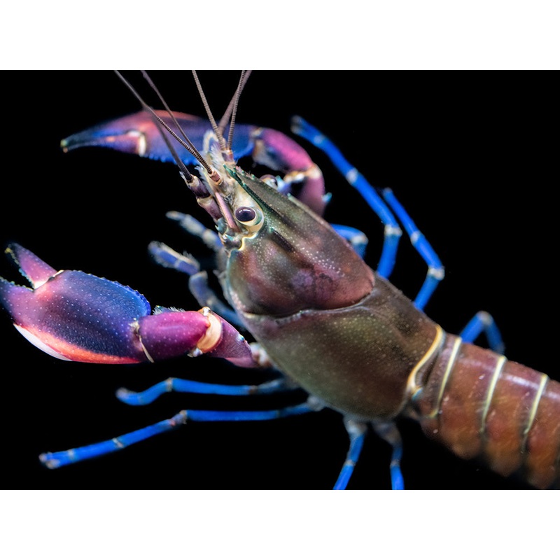 Super Red Crayfish (Cherax boesemani)
